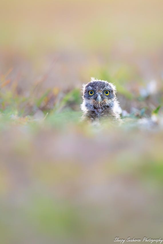 Baby Burrowing Owl, Bird Photography, Owlet Photo, Florida Photography, Nature Photo, Owl Print, Cape Coral Owls, Florida Birds, Owl Print