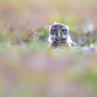 Baby Burrowing Owl, Bird Photography, Owlet Photo, Florida Photography, Nature Photo, Owl Pr...