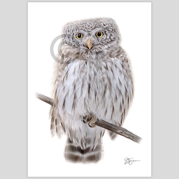 Colour pencil drawing giclee print of a Pygmy Owl | 2 sizes | signed by artist | bird portrait wildlife watercolour sketch wall art