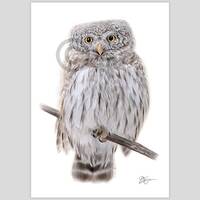 Colour pencil drawing giclee print of a Pygmy Owl | 2 sizes | signed by artist | bird portra...