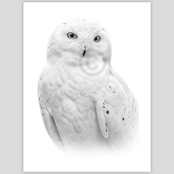Digital Download - Pencil drawing of a Snowy Owl - artwork by UK artist Gary Tymon - Instant download