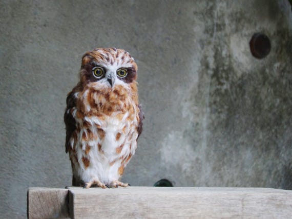 Needle felted Australian Boobook Owl. Needle felted bird. Fiber art soft sculpture