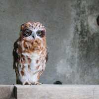 Needle felted Australian Boobook Owl. Needle felted bird. Fiber art soft sculpture