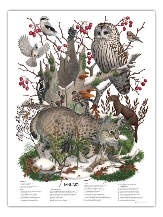 JANUARY, signed poster 18X24"