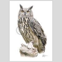Eagle Owl - color pencil drawing print - 2 sizes - artwork signed by artist
