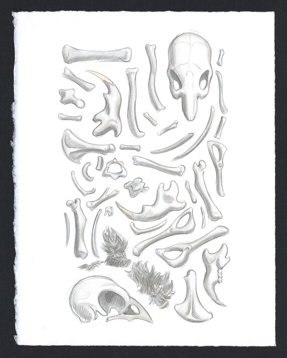 Owl Pellet Contents, Original Watercolor & Pencil Sketch