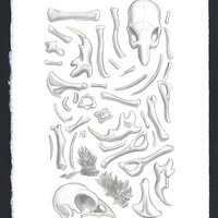 Owl Pellet Contents, Original Watercolor & Pencil Sketch