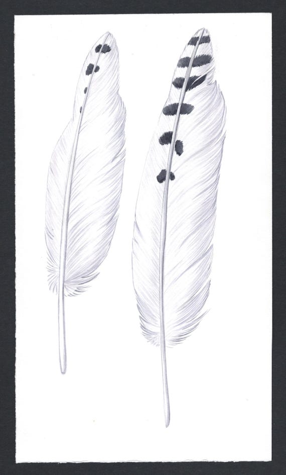 Snowy Owl Feathers  Original Watercolor Painting