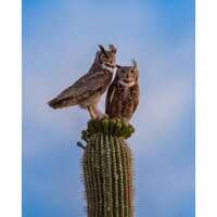 Owls and Saguaros and Flower Blooms, Oh My! | Southwestern Photography Print- Jeremy Johnson