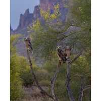 Arizona Great Horned Owlets under the Superstition Mountains | Southwestern Photography Prin...