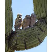 Arizona Great Horned Owlets Walking The Needle Tightrope | Southwestern Photography Print- J...