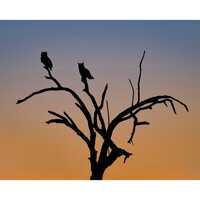 Hunting Hour- Arizona Great Horned Owls | Southwestern Photography Print- Jeremy Johnson