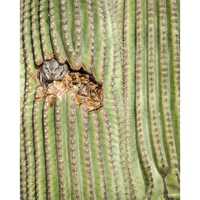 Owl Capone, Gangster Raptor in a Saguaro Cactus! | Southwestern Photography Print- Jeremy Jo...