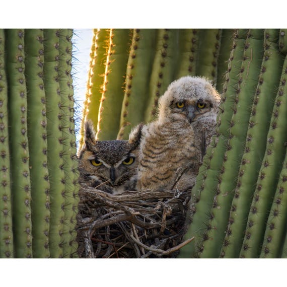 Monday Morning Feelings- Arizona Great Horned Owls | Southwestern Photography Print- Jeremy Johnson