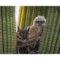 Monday Morning Feelings- Arizona Great Horned Owls | Southwestern Photography Print- Jeremy ...