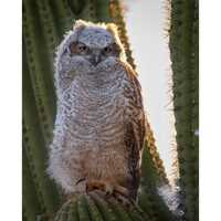 Fluffhead perched on his Saguaro Cactus | Southwestern Photography Print- Jeremy Johnson