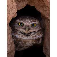 Bernadette, the Burrowing Owl | Southwestern Photography Print- Jeremy Johnson