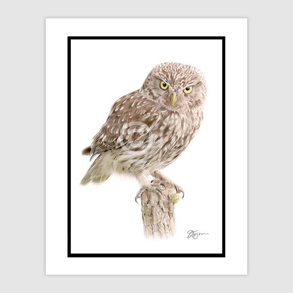 Little Owl signed original pencil drawing | portrait size A4, one of a kind