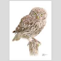 Little Owl Color Pencil Drawing Print &ndash; Signed Limited Edition Bird Artwork