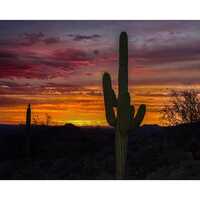 Owl Photobombing a Perfect Arizona Monsoon Sunset | Southwestern Photography Print- Jeremy J...