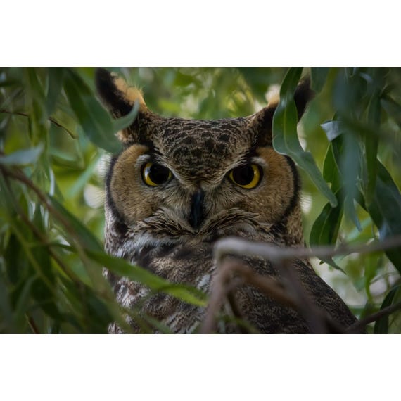 Dreamy Eyes! Arizona Great Horned Owl and Rufous Hummingbird | Southwestern Photography Print