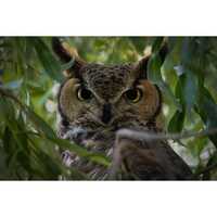 Dreamy Eyes! Arizona Great Horned Owl and Rufous Hummingbird | Southwestern Photography Prin...