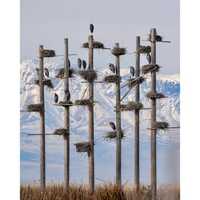 4 ft tall Yolk Warming Machines! Great Blue Heron Condominiums | Southwestern Photography Pr...