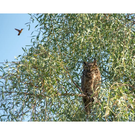 What is this buzzing in my ear?! Arizona Great Horned Owl and Rufous Hummingbird | Southwestern Photography Print