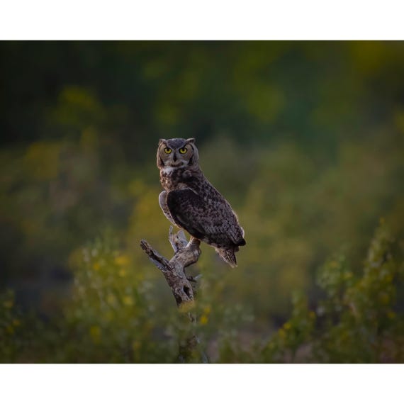 Arizona Great Horned Owl in a Sea of Creosote | Southwestern Photography Print