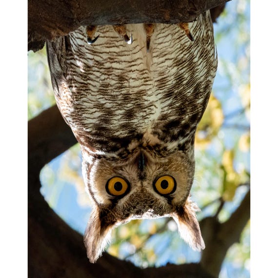 What's Up Down There?! Upside-down Arizona Great Horned Owl | Southwestern Photography Print- Jeremy Johnson