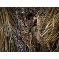 Arizona Great Horned Owl in Camouflage | Southwestern Photography Print