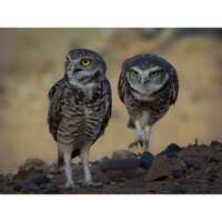 Sneak Attack! Arizona Burrowing Owls | Southwestern Photography Print- Jeremy Johnson
