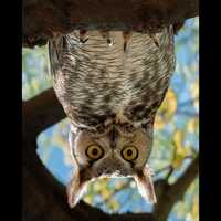 Peek-a-Hoo- Upside down Great Horned Owl Photography Print/ Jeremy Johnson Wildlife Art