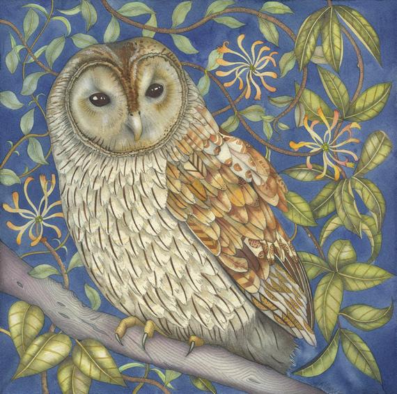 Fine art print of an original painting: 'Tawny Owl in the Honeysuckle'