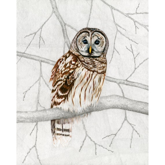 Print: Barred Owl in pencil and graphite