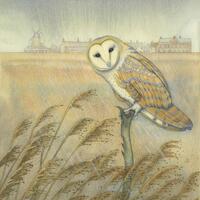 Fine art print of an original painting: 'Barn Owl at Cley'