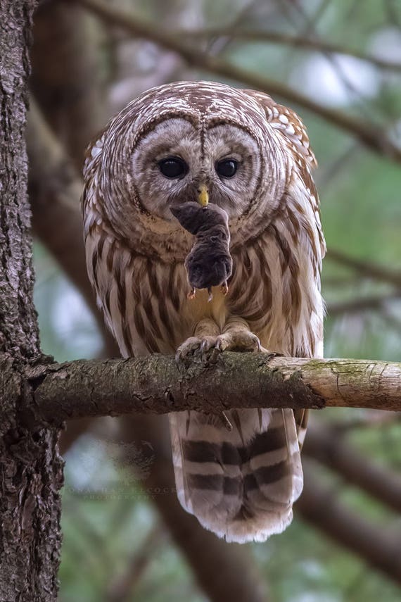 Barred Owl with Fresh Prey - Massachusetts - Bird Photo Print - Free Shipping