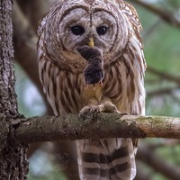 Barred Owl with Fresh Prey - Massachusetts - Bird Photo Print - Free Shipping