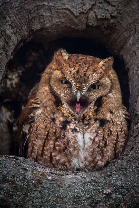 Red Morph Eastern Screech Owl - Newbury, Massachusetts - Bird Photo Print - Free Shipping