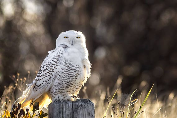 Snowy Owl in Early Morning Backlight Photo Print