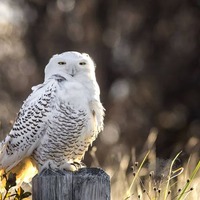 Snowy Owl in Early Morning Backlight - Salisbury Beach State Reservation, Massachusetts - Bi...