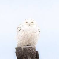 Snowy Owl With a Sharp Stare - Duxbury Beach, Massachusetts - Bird Photo Print - Free Shippi...