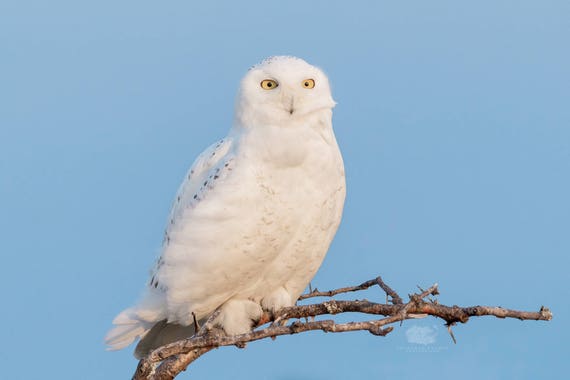 Snowy Owl Bird Photo Print