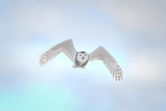Snowy Owl in Flight Photo Print