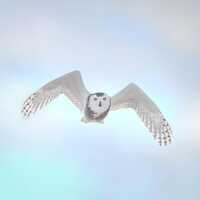Snowy Owl in Flight Photo Print