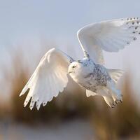 Snowy Owl Photo and/or Metal Print