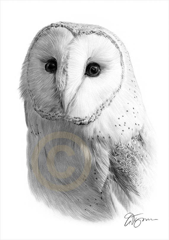 Barn Owl pencil drawing print