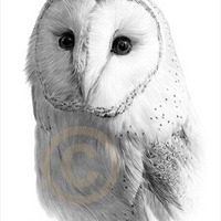 Barn Owl pencil drawing print