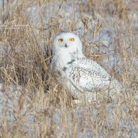Snowy Owl photo print, birds of prey wall art, nature photography, paper or canvas picture d...