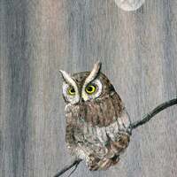 Screech Owl on a Branch